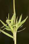 Lindheimer panicgrass